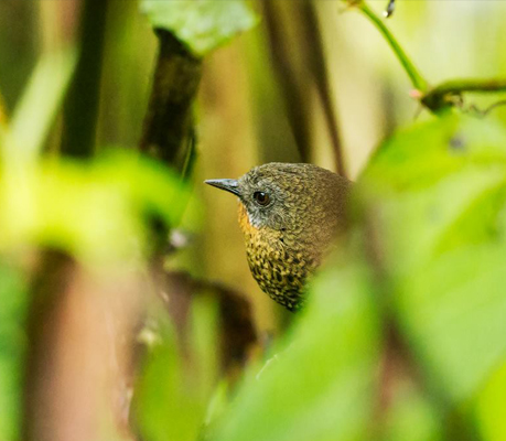 Arunachal Birding Tours